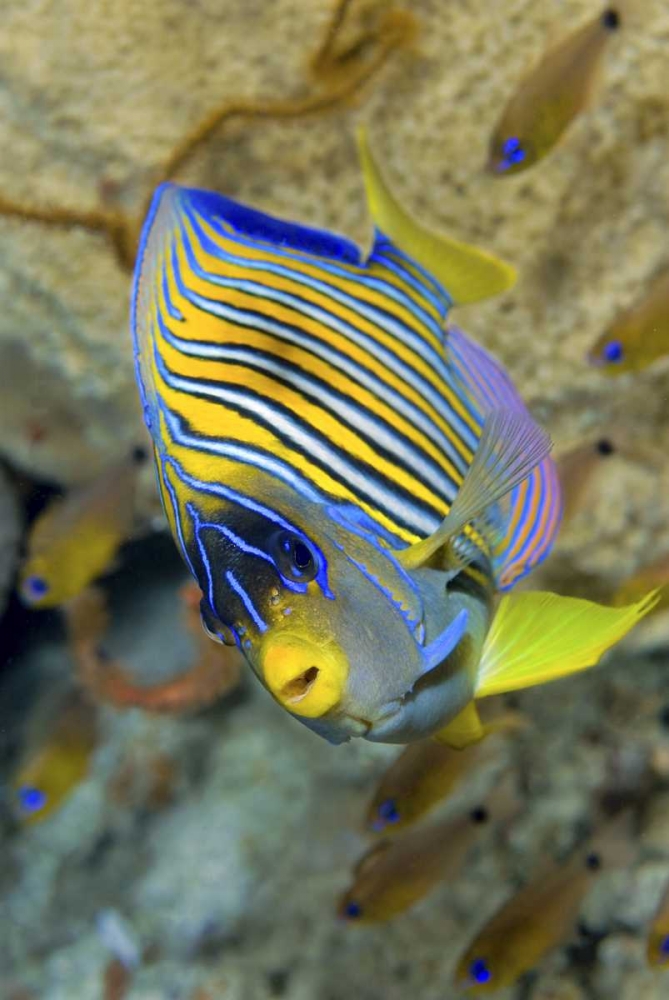 Angelfish, Raja Ampat, Papua, Indonesia